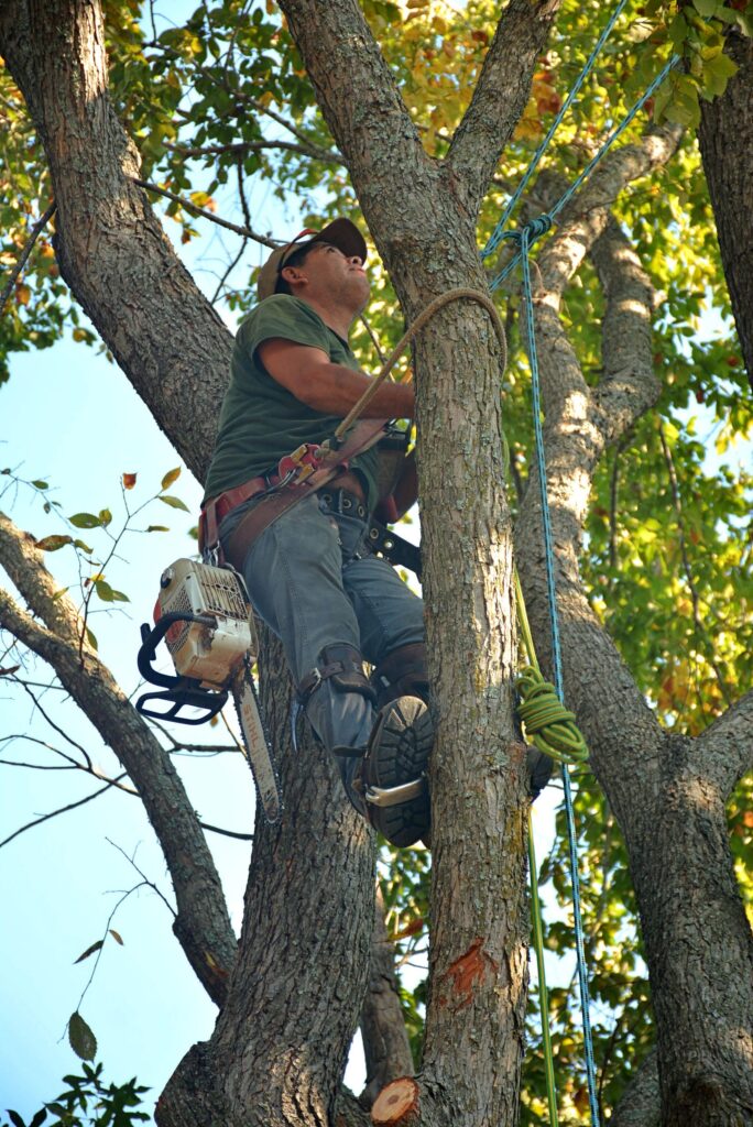Certified arborist performing tree care