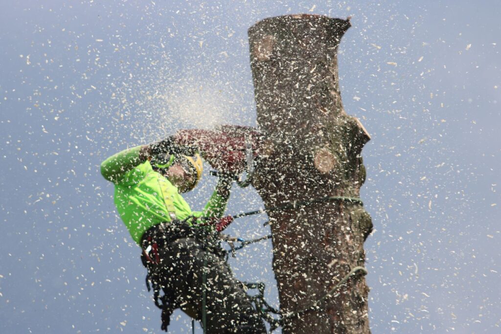 Professional arborist climbing and cutting a tall tree