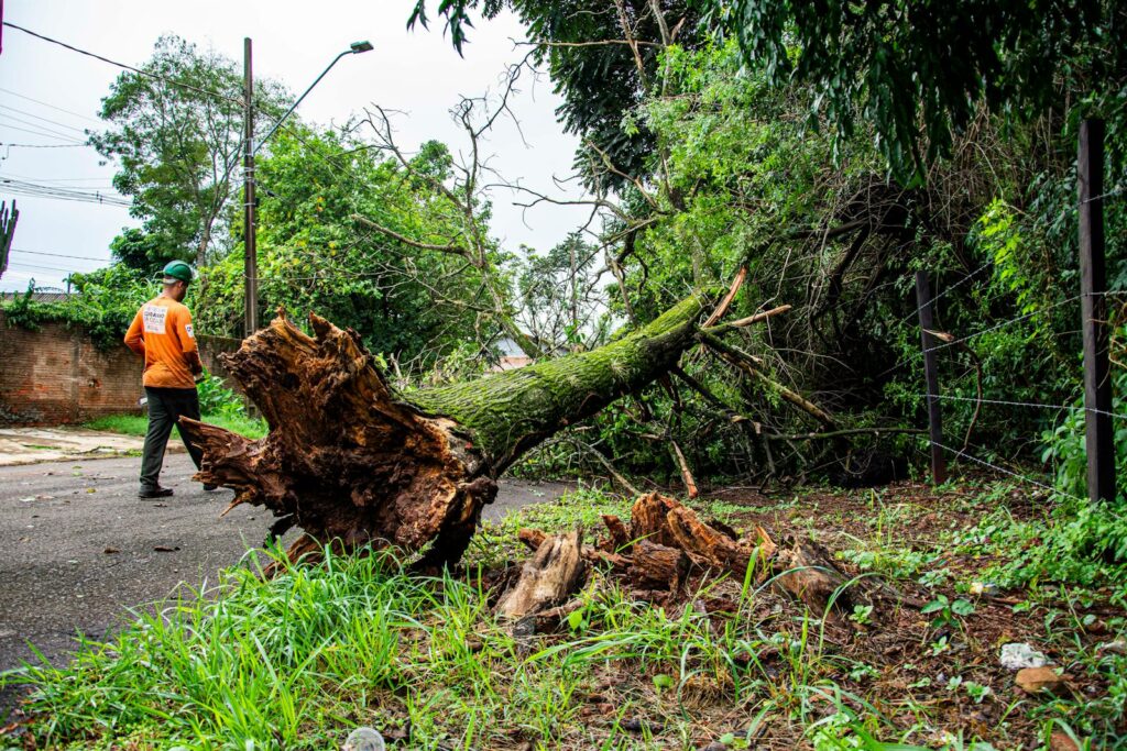 Crew clearing a fallen tree after a storm