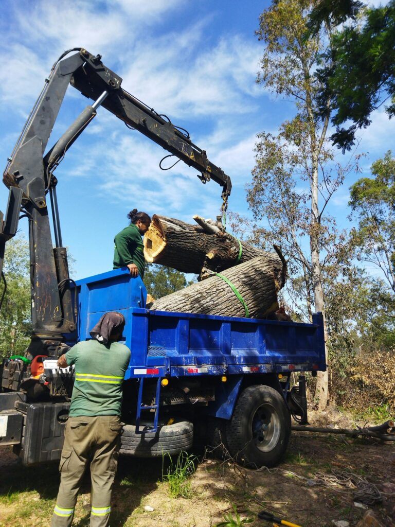 Crane removing large tree logs