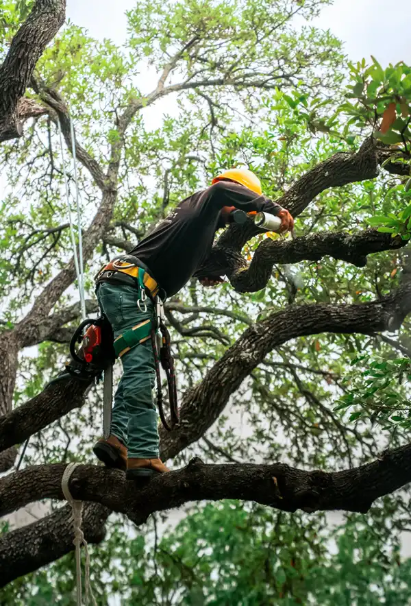 Tree surgeon roped into a tree, cutting a limb with a chainsaw