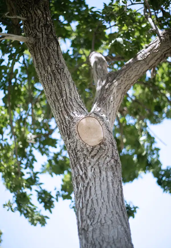Mature hardwood tree with a fresh pruning cut on the trunk